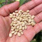 Texas Creme 40 Pea Seeds