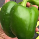 Bell Pepper Seeds