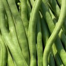 Blue Lake Bush Bean Seeds