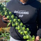 Brussels Sprouts Seeds