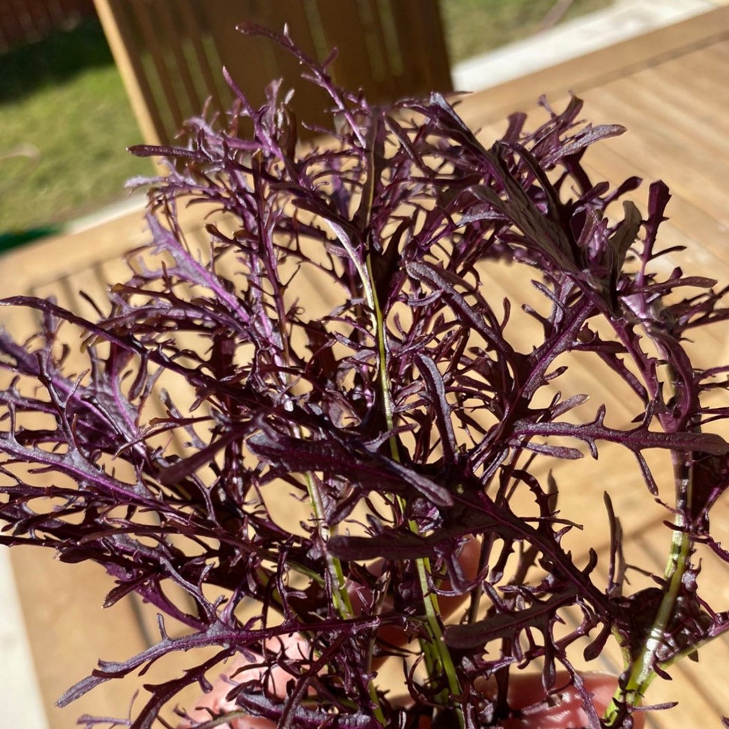 Red Mizuna Mustard Seeds