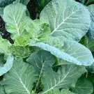 Vates Collard Seeds