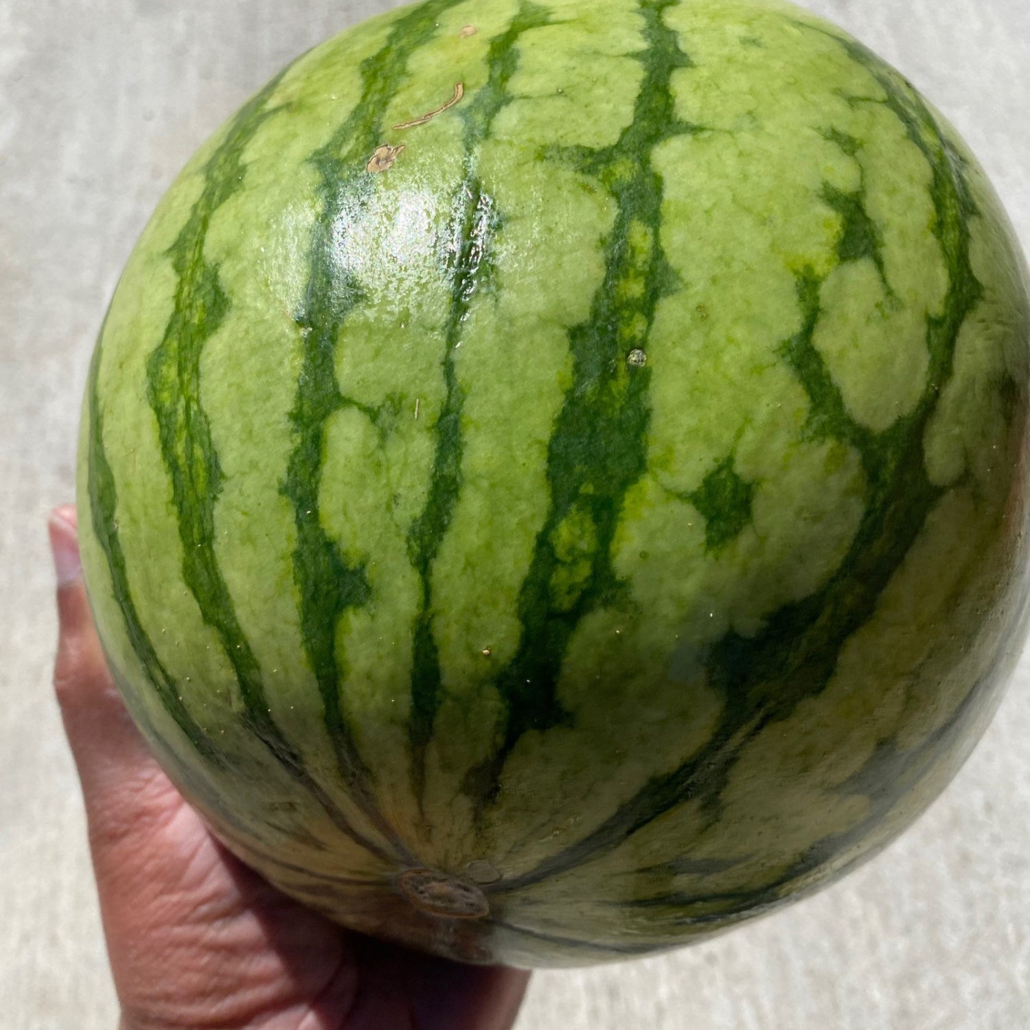 Baby Doll Organic Watermelon Seeds