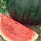 Sugar Baby Watermelon Seeds