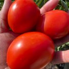 Roma Tomato Seeds Determinate