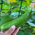 Muncher Cucumber Seeds