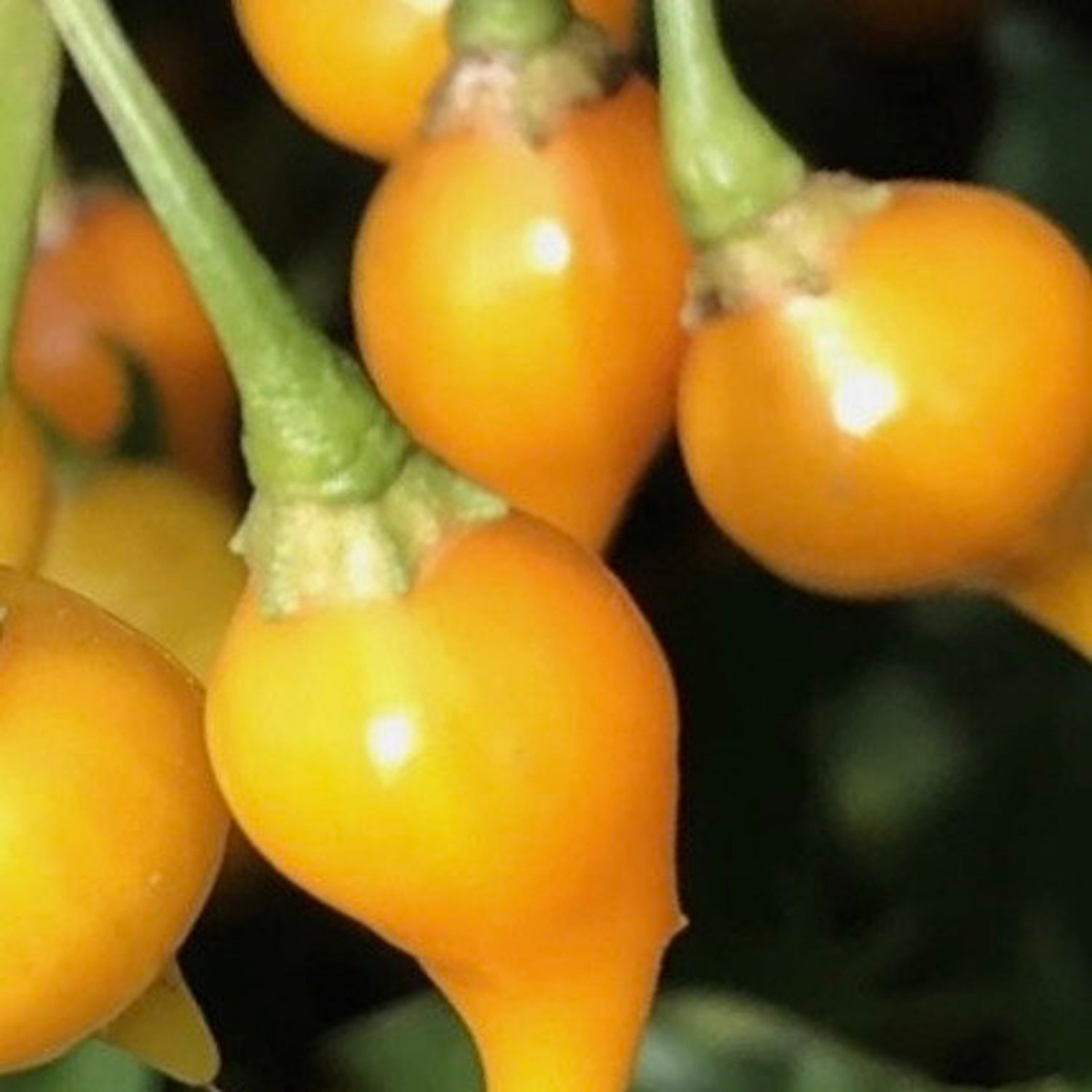 Biquinho Yellow Pepper Seeds
