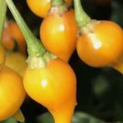 Biquinho Yellow Pepper Seeds