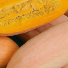 Pink Banana Winter Squash Seeds