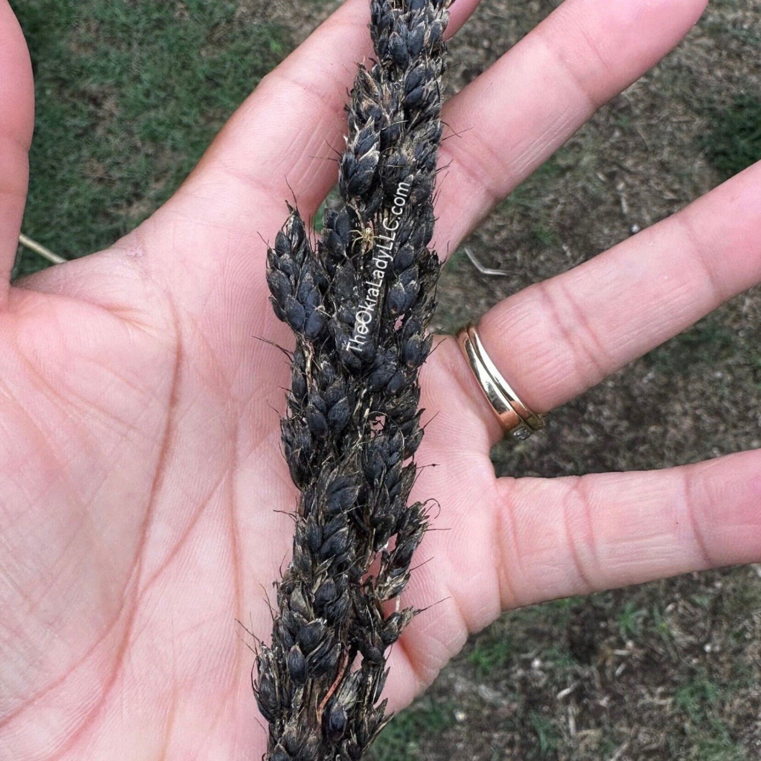 Black Amber Cane Sorghum Seeds