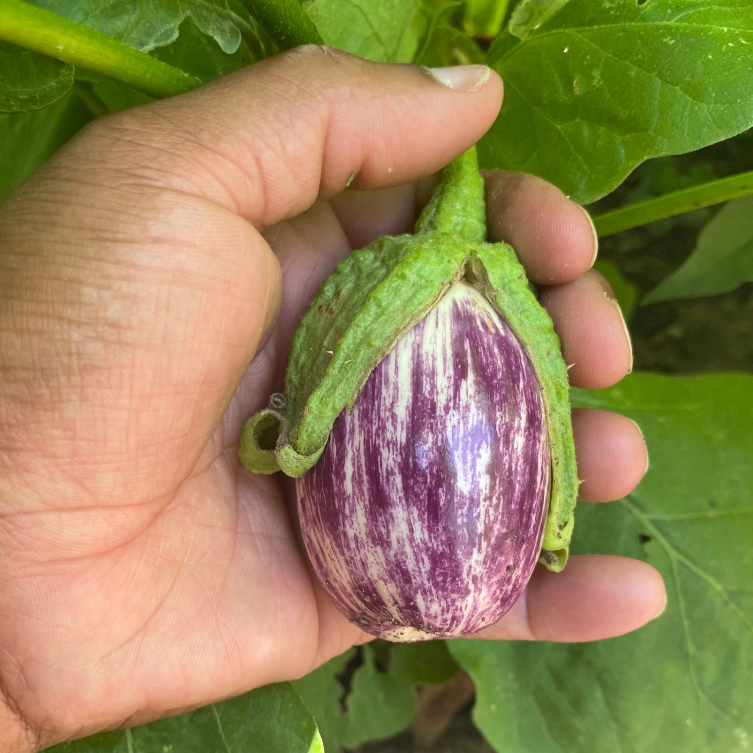Listada De Gandia Eggplant Seeds