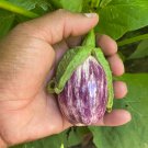 Listada De Gandia Eggplant Seeds