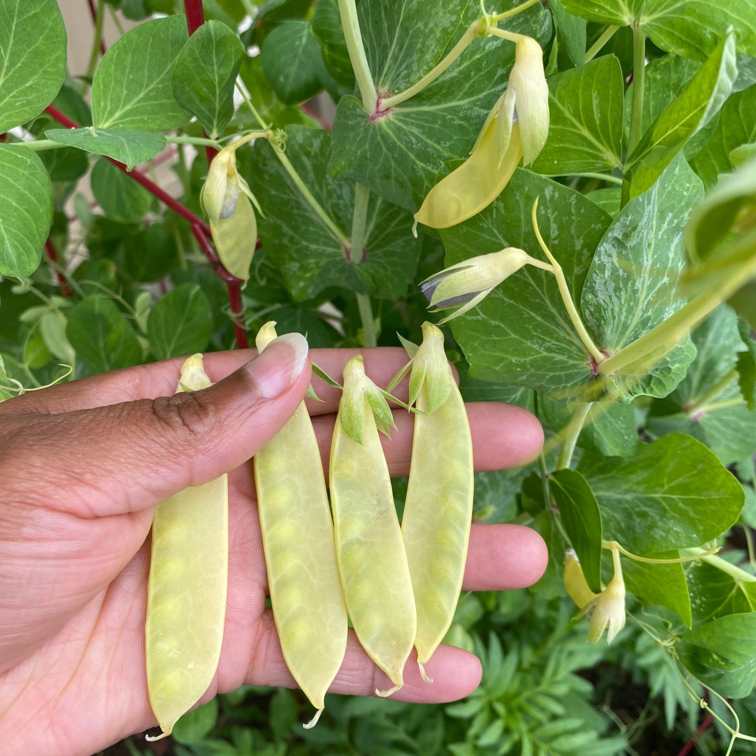 Organic Golden Snow Pea Seeds