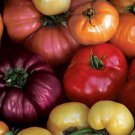 Tomato Rainbow Blend Seeds