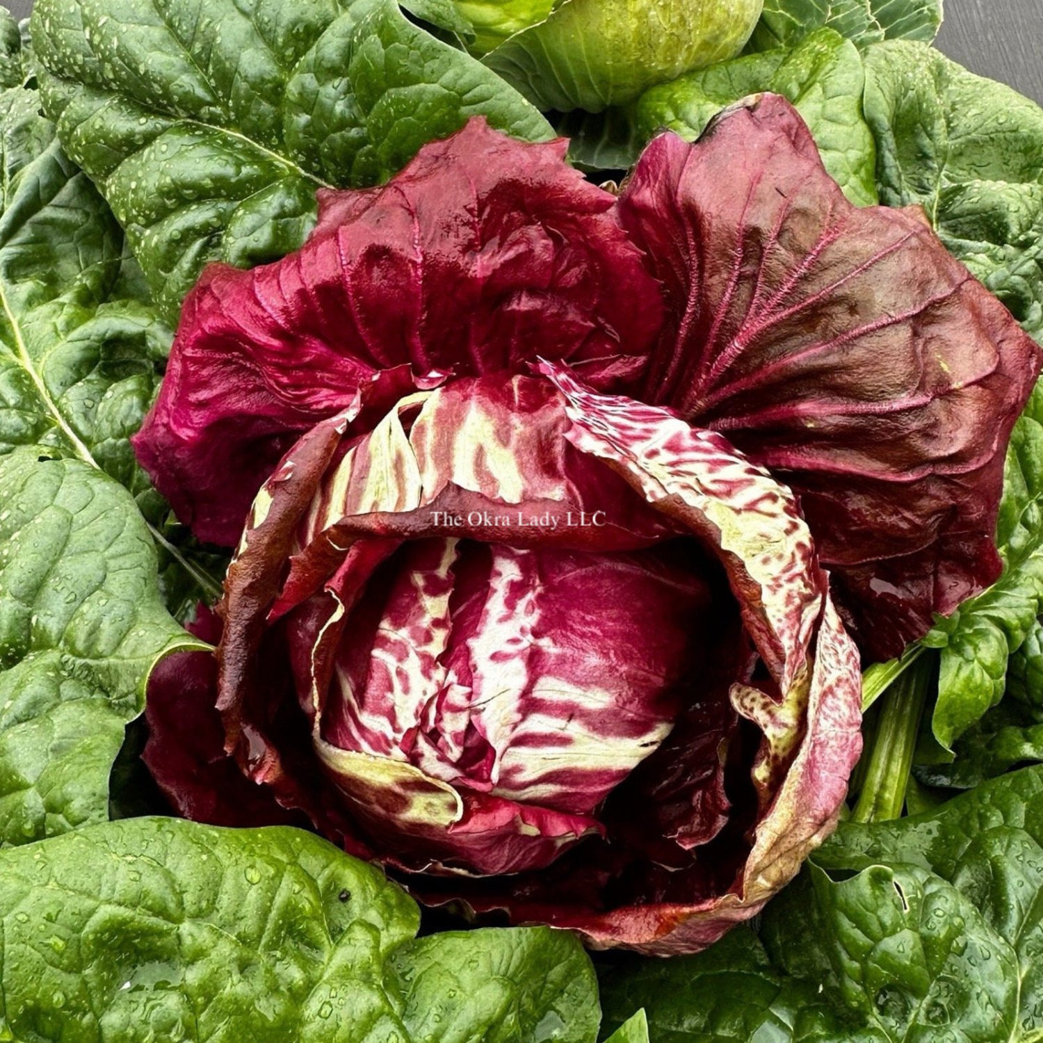 Radicchio Seeds