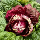 Radicchio Seeds