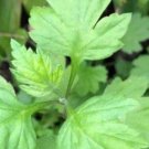 Mugwort Seeds