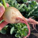 Watermelon Radish Seeds
