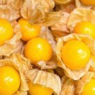 Giant Ground Cherry Gooseberry Seeds