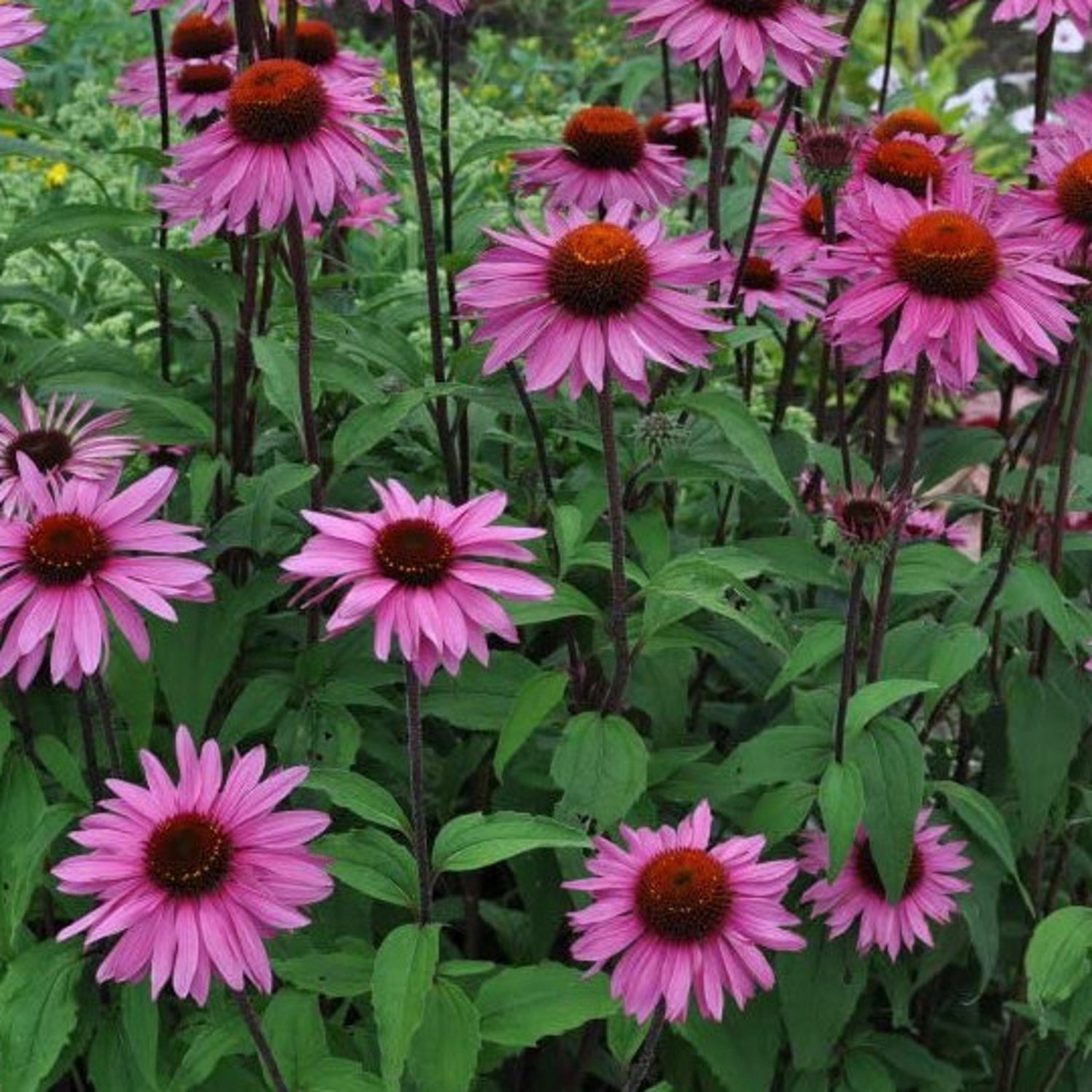 Coneflower Purple Seeds