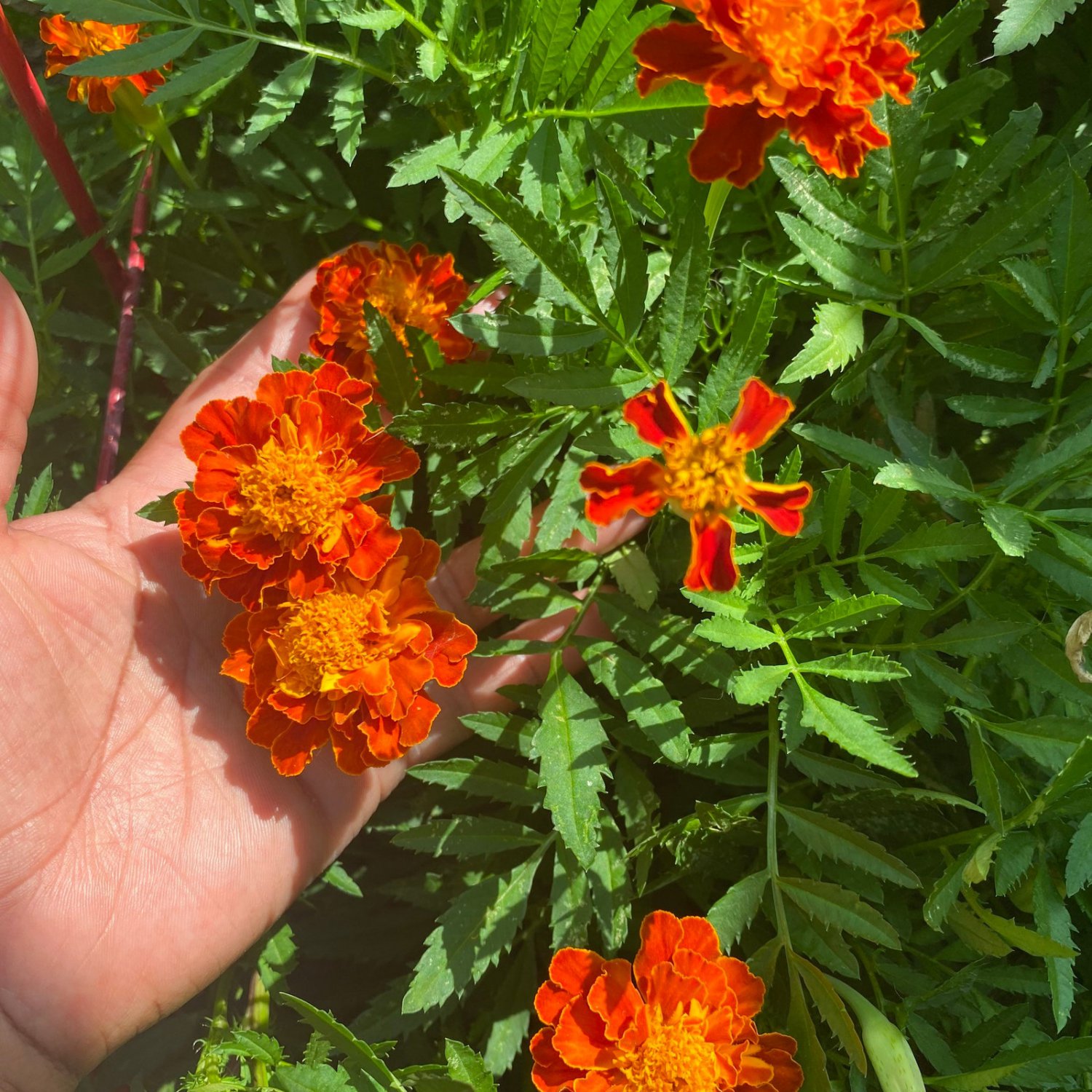 Marigold Seeds