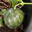 Bush Sugar Baby Watermelon Seeds