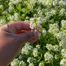 Alyssum Seeds Carpet Of Snow