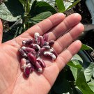 Organic Jacob’S Cattle Bush Bean Seeds