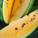 Mountain Sweet Yellow Watermelon Seeds