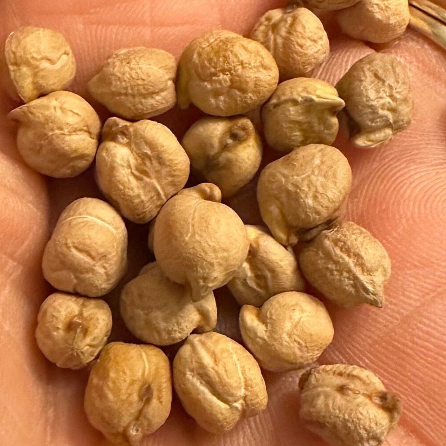 Garbanzo Bean Seeds Organic