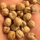 Garbanzo Bean Seeds Organic