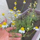 Chamomile Seeds