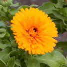 Calendula Seeds