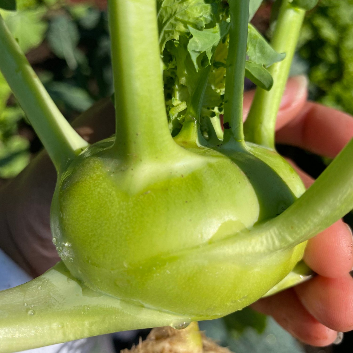 Kohlrabi Seeds