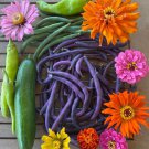 Royal Burgundy Bean Seeds