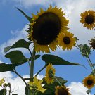 Variety Pack Of Sunflower Seeds