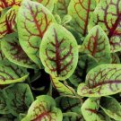 Red Veined Sorrel Seeds