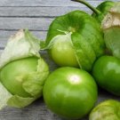 Grande Rio Verde Tomatillo Seeds