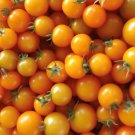 Sun Gold Tomato Seeds