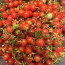 Everglades Tomato Seeds