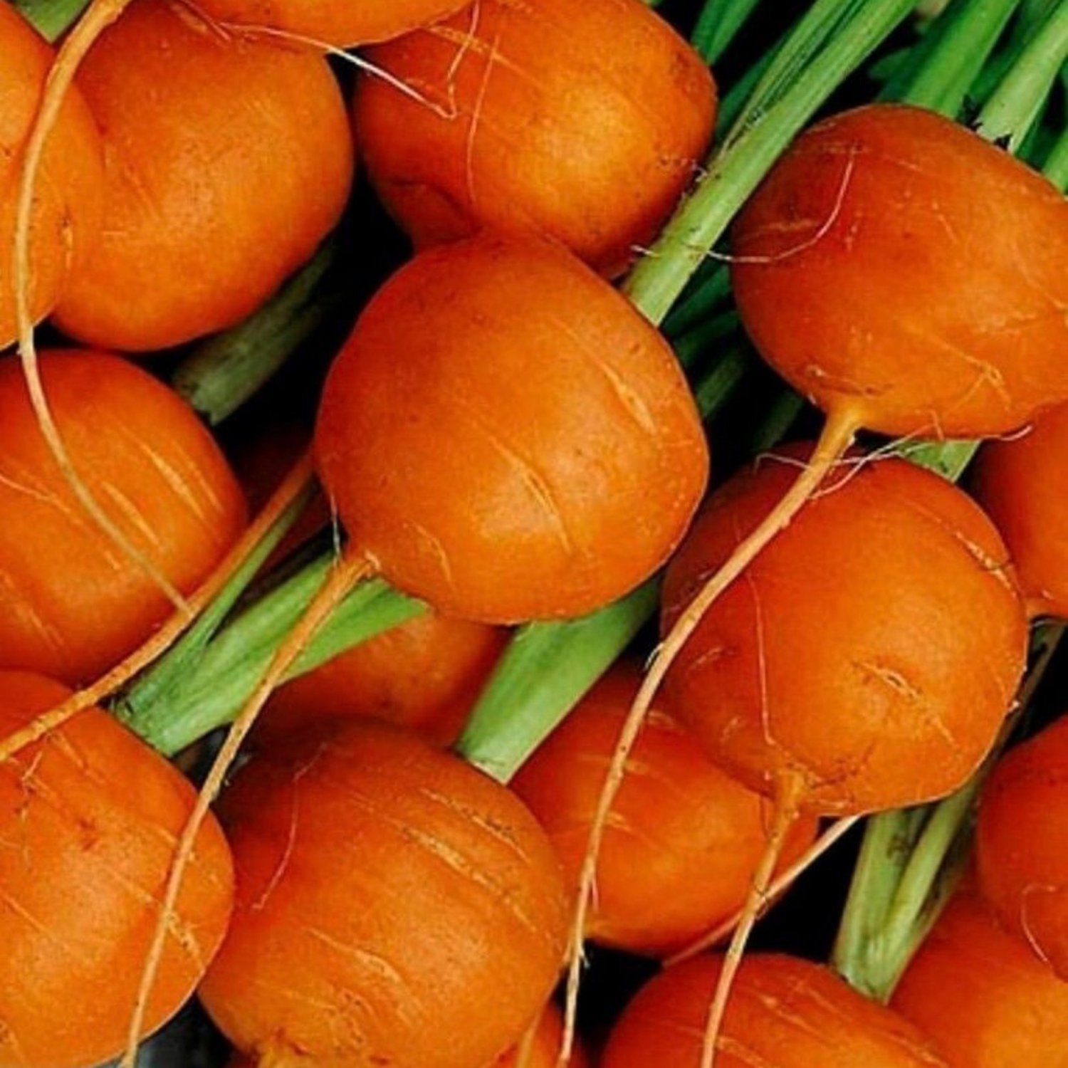Parisian Carrot Seeds Organic