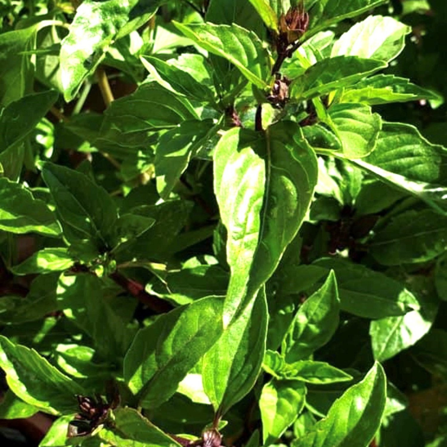 Thai Basil Seeds