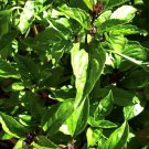 Thai Basil Seeds