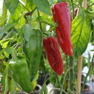 Red Marconi Sweet Pepper Seeds