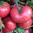 Crnkovic Yugoslavian Tomato Seeds