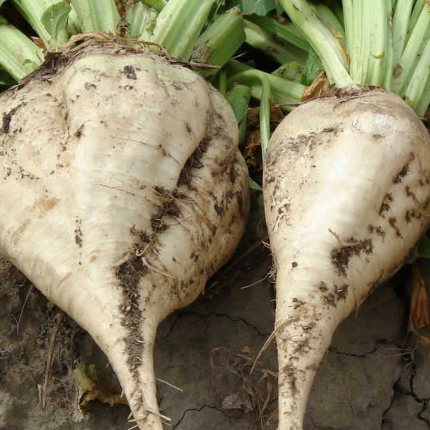 Sugar Beet Seeds