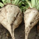 Sugar Beet Seeds