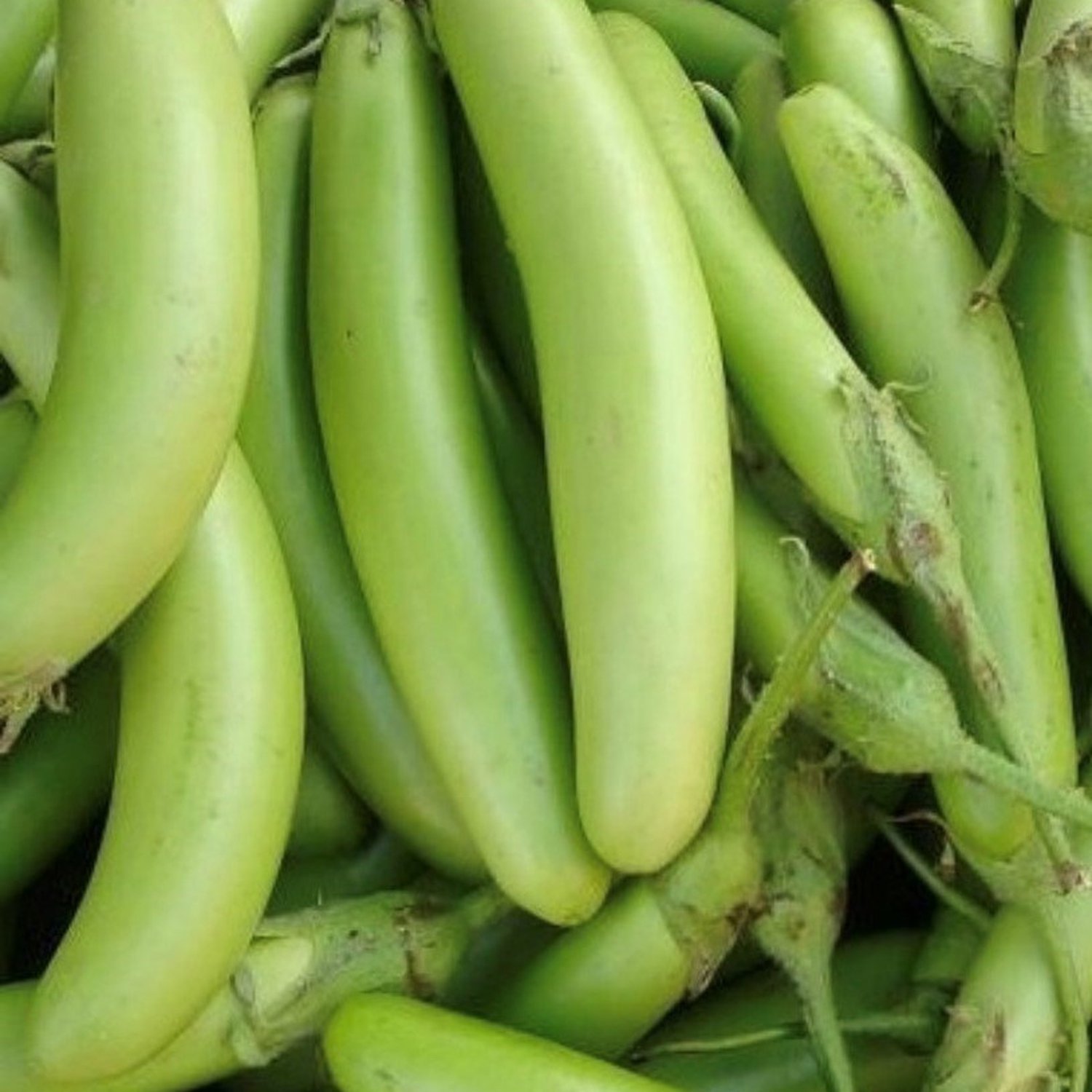 Fingers Green Eggplant Seeds