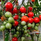 Dwarf Geranium Kiss Tomato Seeds