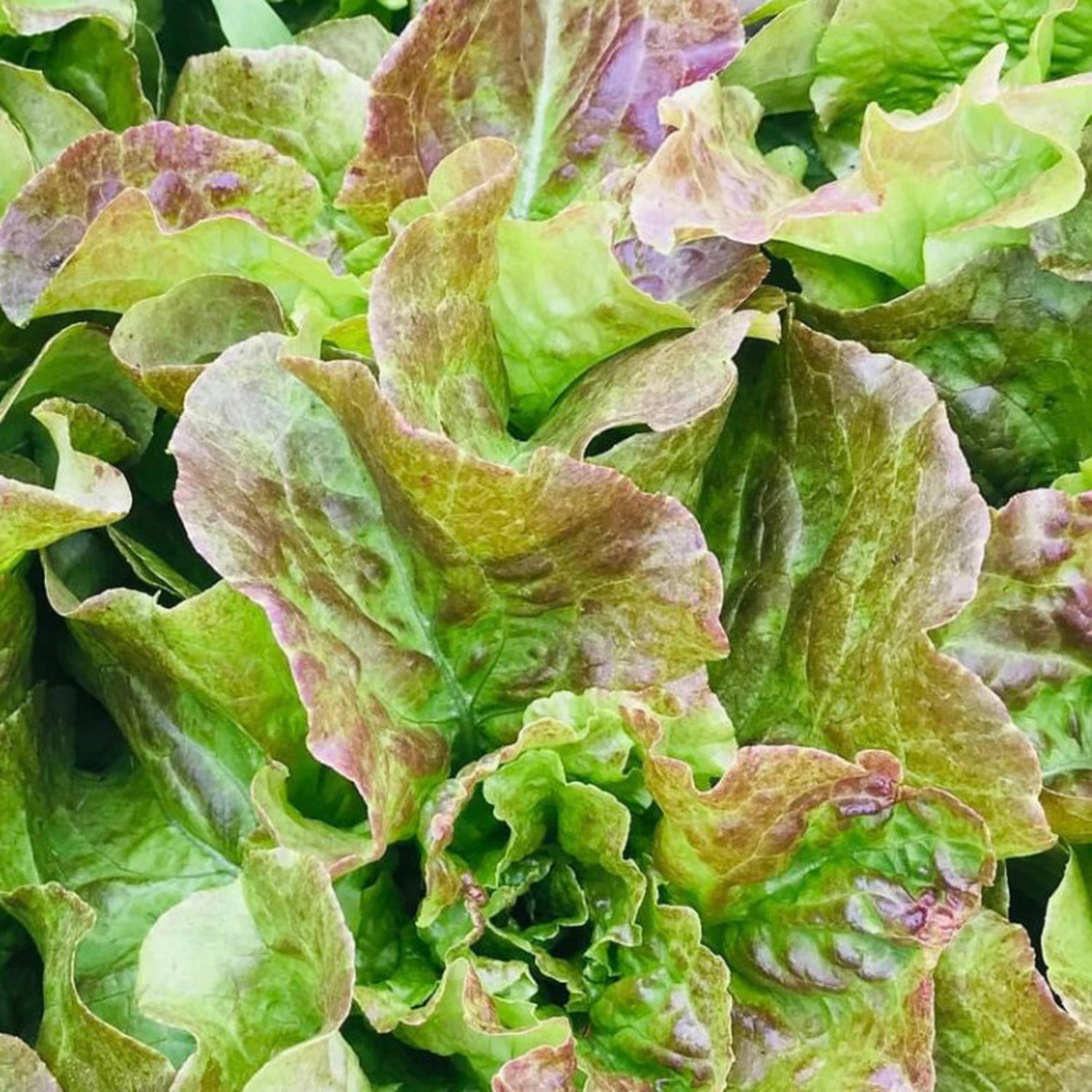 Bronze Mignonette Butterhead Lettuce Seeds Organic